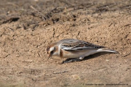 malý vták sediaci na zemi s nohami v piesku